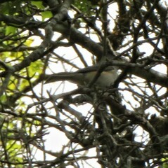 Baeolophus atricristatus