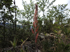 Pitcairnia