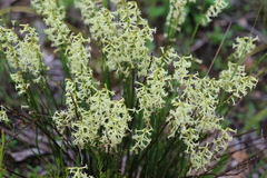 Stackhousia aspericocca
