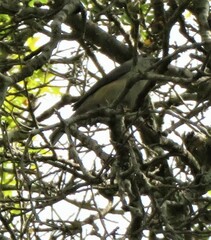 Baeolophus atricristatus