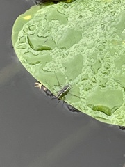 Neogerris hesione