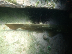 Orectolobus maculatus