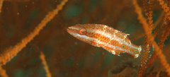 Oxycheilinus orientalis
