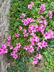 Oxalis articulata