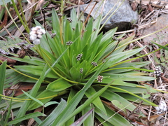 Paepalanthus