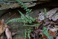 Asplenium pinnatifidum