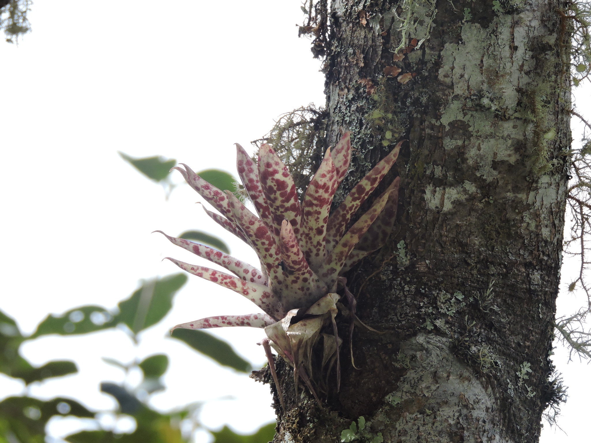 Tillandsia biflora image