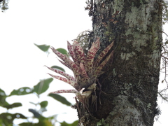 Tillandsia biflora