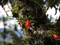 Fernandezia subbiflora