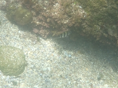 Abudefduf vaigiensis