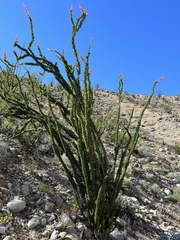 Fouquieria splendens splendens