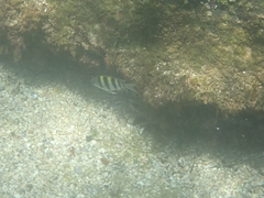 Abudefduf vaigiensis