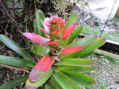 Guzmania gloriosa