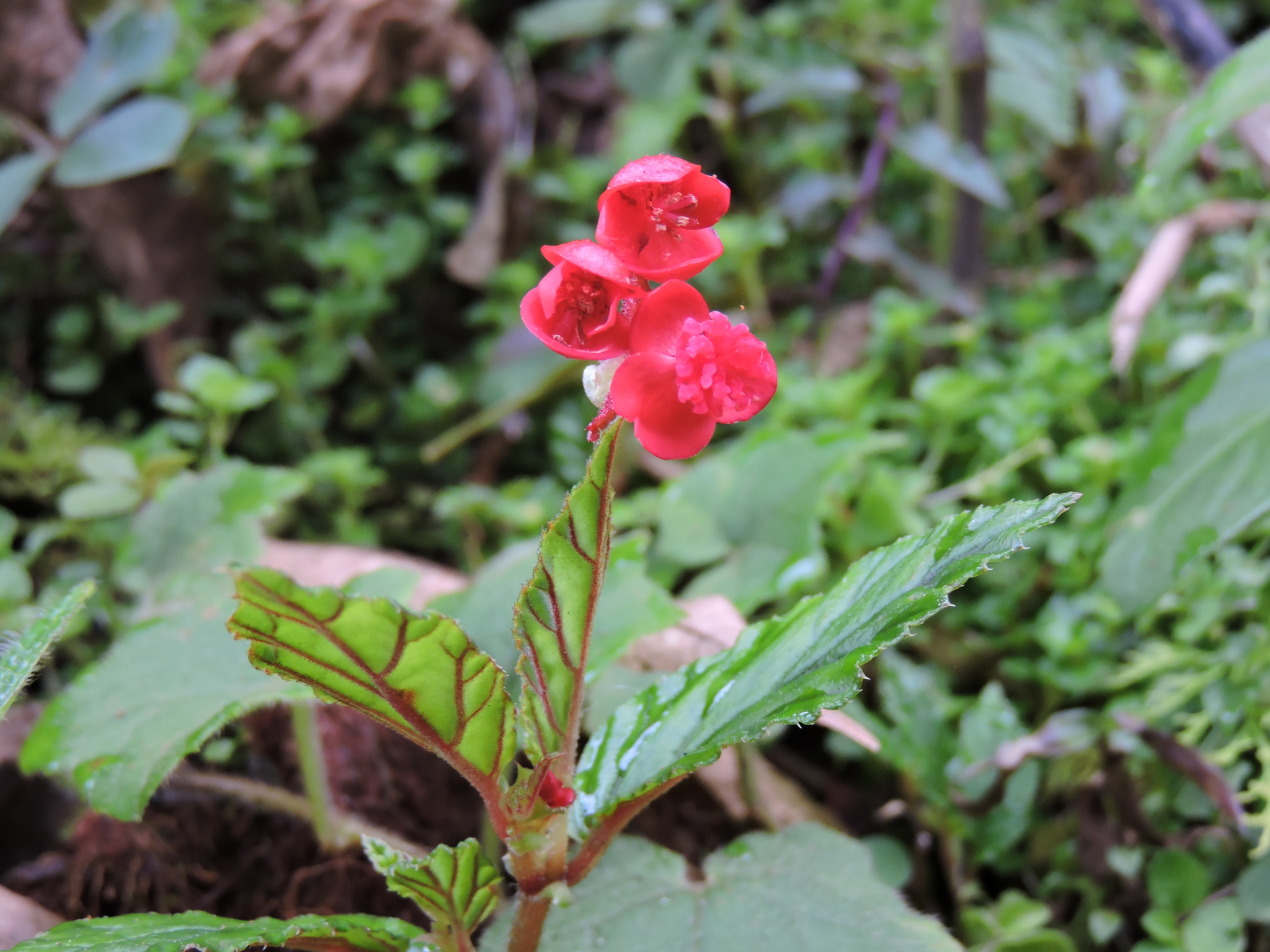 Begoniaceae image