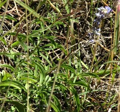 Salvia farinacea