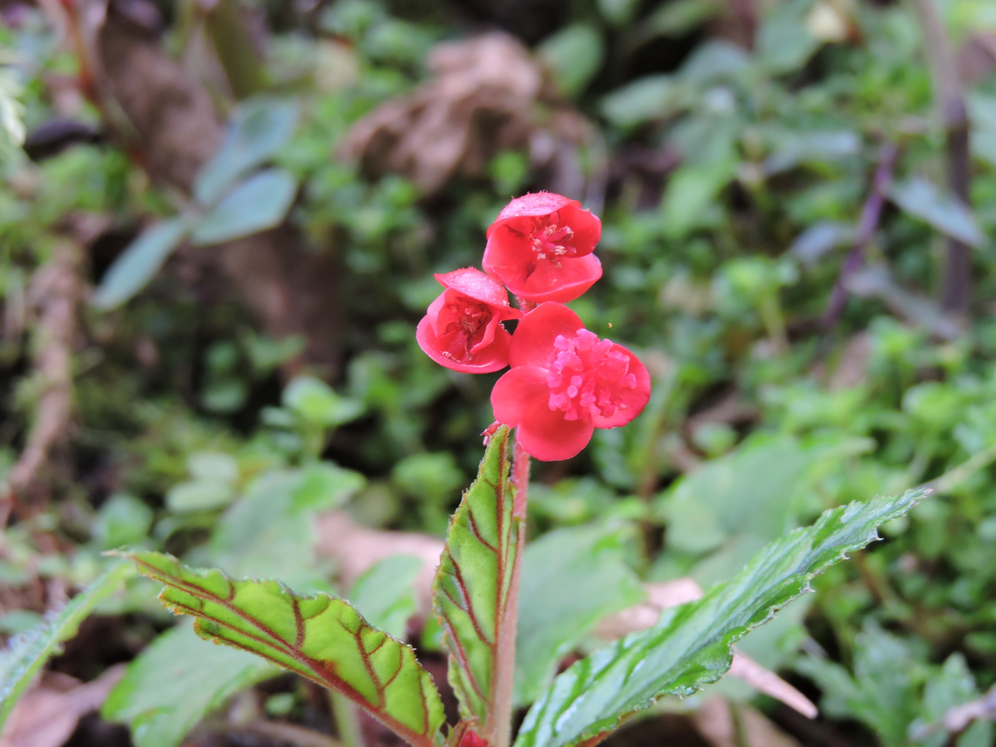 Begonia urticae image