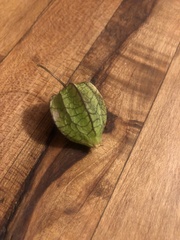 Physalis angulata
