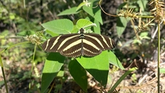 Heliconius charithonia vazquezae