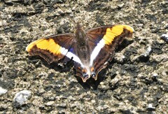 Doxocopa laure laure