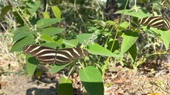 Heliconius charithonia vazquezae