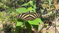 Heliconius charithonia vazquezae