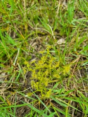 Drosera hookeri