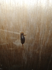 Limacus