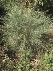Poa labillardierei
