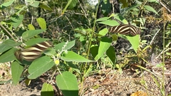 Heliconius charithonia vazquezae