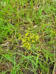 Drosera hookeri
