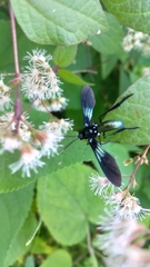 Macrocneme chrysitis