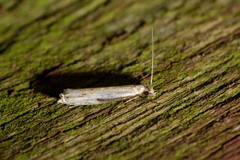 Erechthias hemiclistra