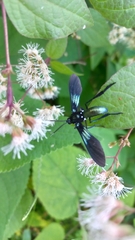 Macrocneme chrysitis