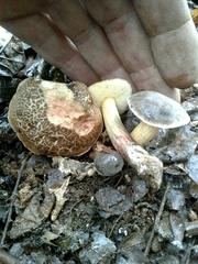 Xerocomellus diffractus