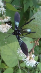 Macrocneme chrysitis