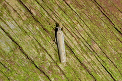 Erechthias hemiclistra