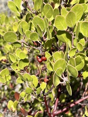 Arctostaphylos hookeri hookeri