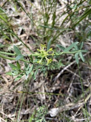 Pimelea curviflora