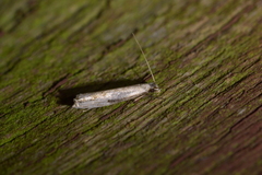 Erechthias hemiclistra