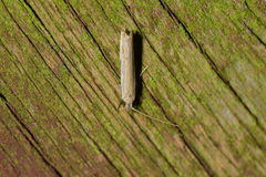 Erechthias hemiclistra