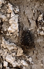 Chilocorus stigma