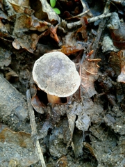 Xerocomellus diffractus