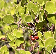 Arctostaphylos hookeri hookeri