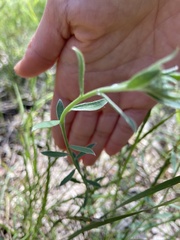 Pimelea curviflora