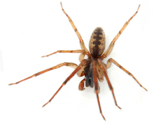 Segestria senoculata