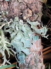 Flavopunctelia flaventior