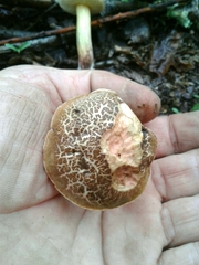 Xerocomellus diffractus