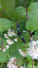 Macrocneme chrysitis