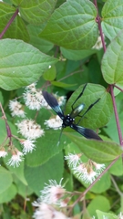 Macrocneme chrysitis