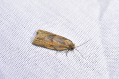 Clepsis divulsana